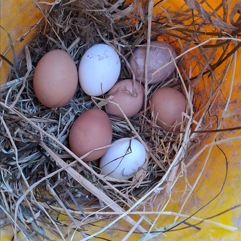 Galline nel pollaio - La Biandrina