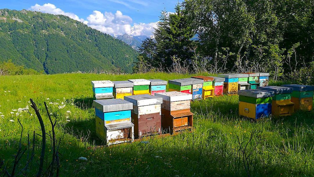 Il miele Agriturismo La Biandrina