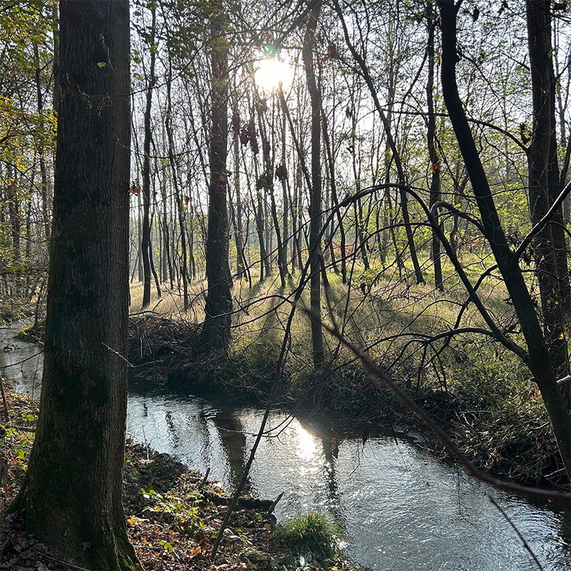 Passeggiata nei boschi