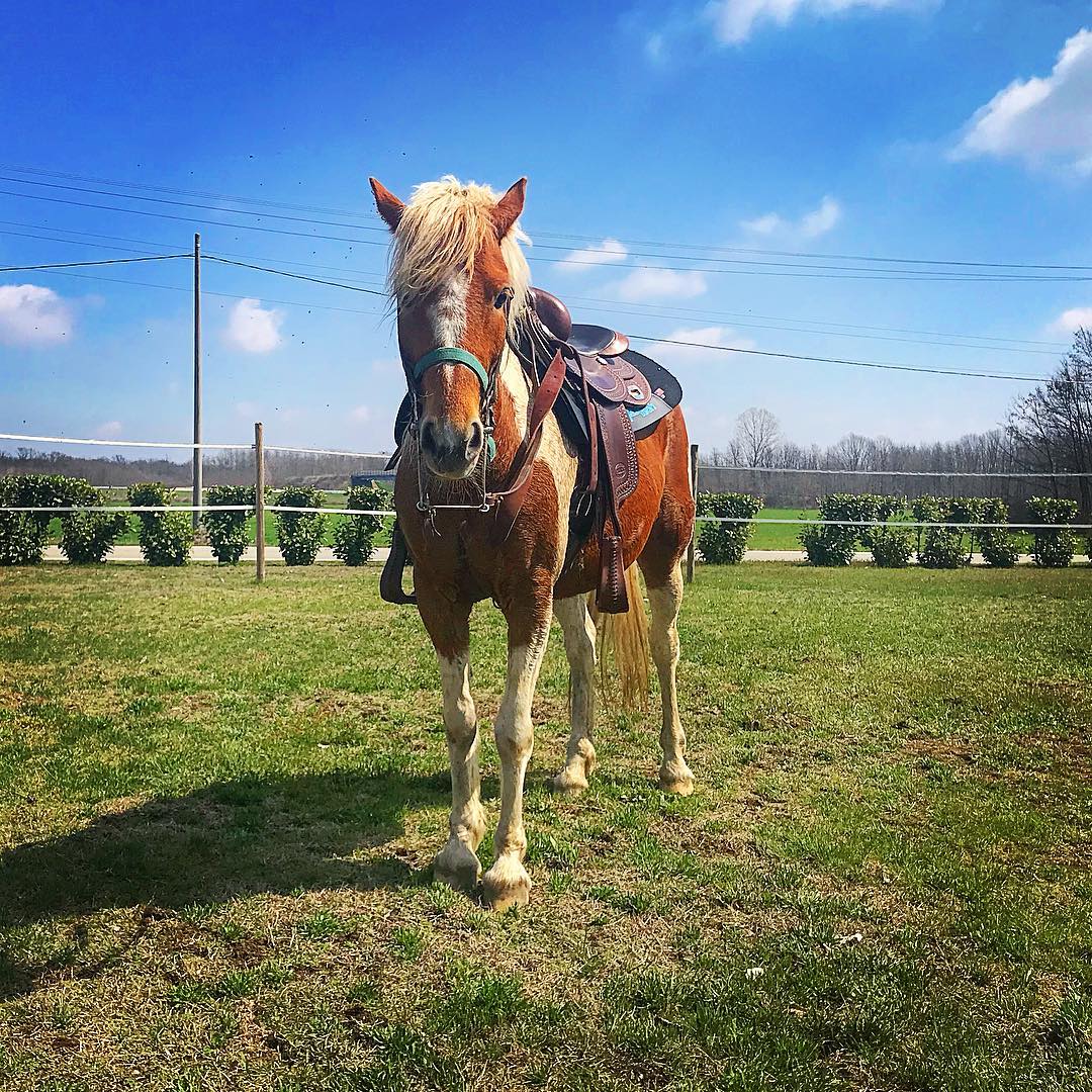 Passeggiate a cavallo in provincia di Novara - La Biandrina